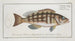Epinephelus striatus Den stribede guldfisk - Marcus Elieser Bloch — visning af kunstværket