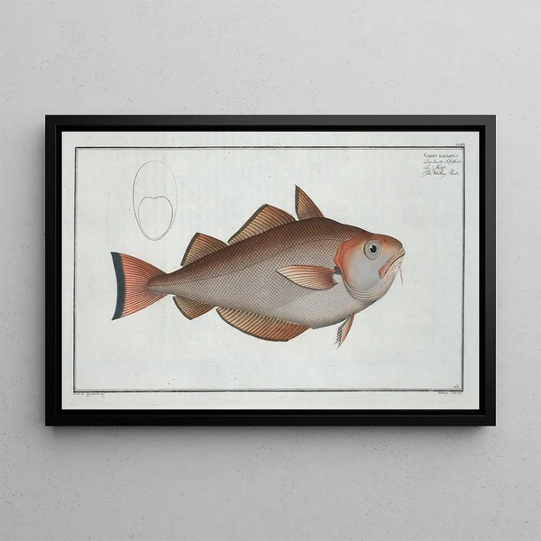 Marcus Elieser Bloch - Gadus Barbatus The Whiting Pout.webp