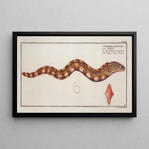 Gymnothorax reticulatus reticularis Le filet Poitrine nue - Marcus Elieser Bloch — indrammet kunstværk på væggen