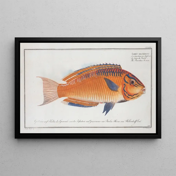 Marcus Elieser Bloch - Labrus brasiliensis The Brasilian Wrasse.webp