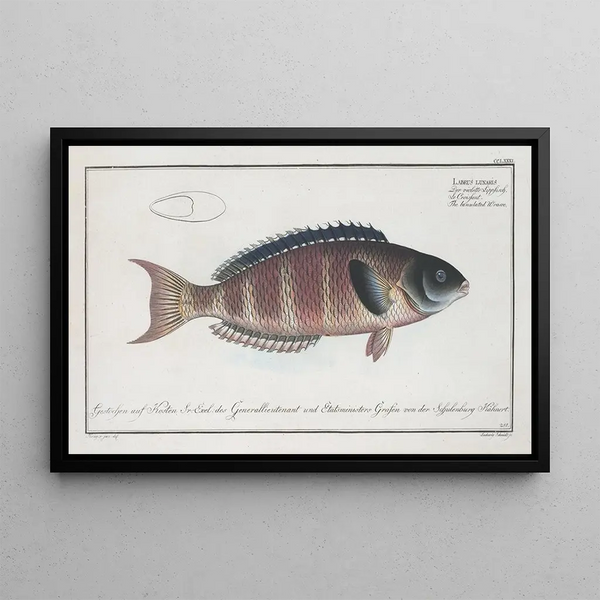 Marcus Elieser Bloch - Labrus lunaris The lunulated Wrasse.webp