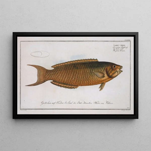 Marcus Elieser Bloch - Labrus viridis The green Wrasse.webp