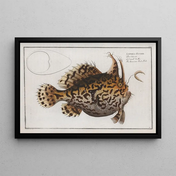 Marcus Elieser Bloch - Lophius Histrio The American ToadFish.webp