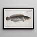 Ophicephalus striatus Den stribede snakehead - Marcus Elieser Bloch — indrammet kunstværk på væggen
