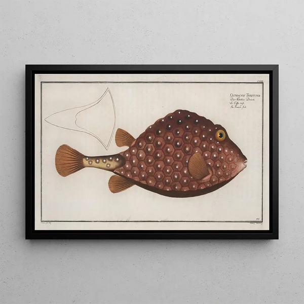 Marcus Elieser Bloch - Ostracion Triqueter The Trunckfish.webp