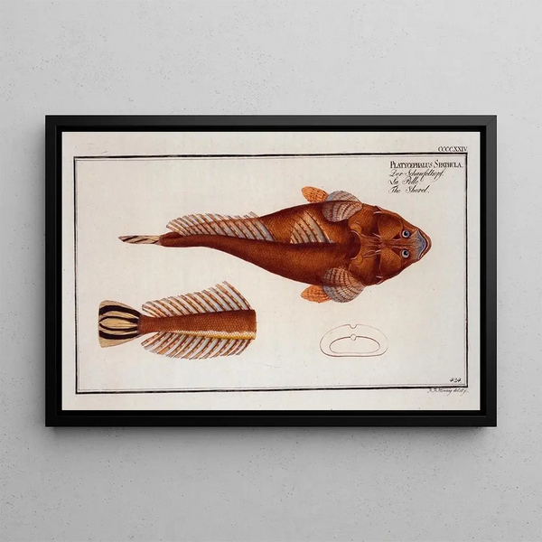 Marcus Elieser Bloch - Platycephalus Spathula The Shovel.webp