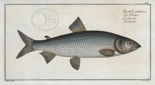 Marcus Elieser Bloch - Salmo Lavaretus The Gwiniad.webp