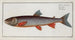 Salmo Salvelinus, le Salveling - Marcus Elieser Bloch — visning af kunstværket