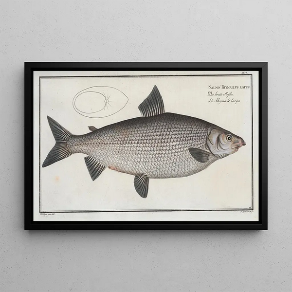 Marcus Elieser Bloch - Salmo Thymallus latus The BroadGwiniad.webp