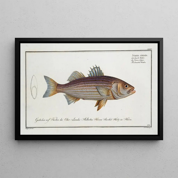 Marcus Elieser Bloch - Sciaena lineata The lineated Umber.webp