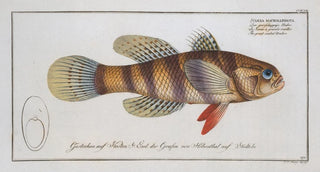 Marcus Elieser Bloch - Sciaena macrollpidota macrolepidota The greatscaled Umber.webp