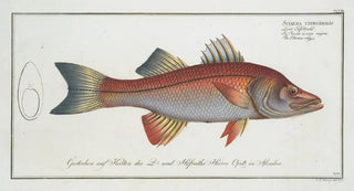 Marcus Elieser Bloch - Sciaena undecimalis The Elevenray.webp