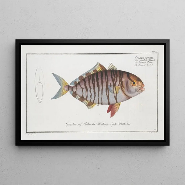 Marcus Elieser Bloch - Scomber fasciatus The streaked Mackrel.webp