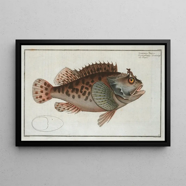 Marcus Elieser Bloch - Scorpaena Porcus.webp