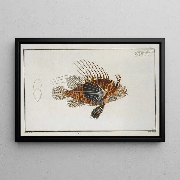 Marcus Elieser Bloch - Scorpaena antennata.webp