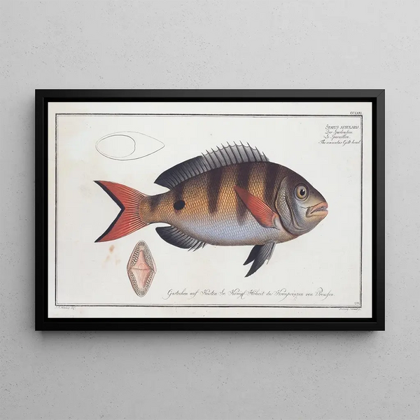 Marcus Elieser Bloch - Sparus annularis The annular Gilthead.webp