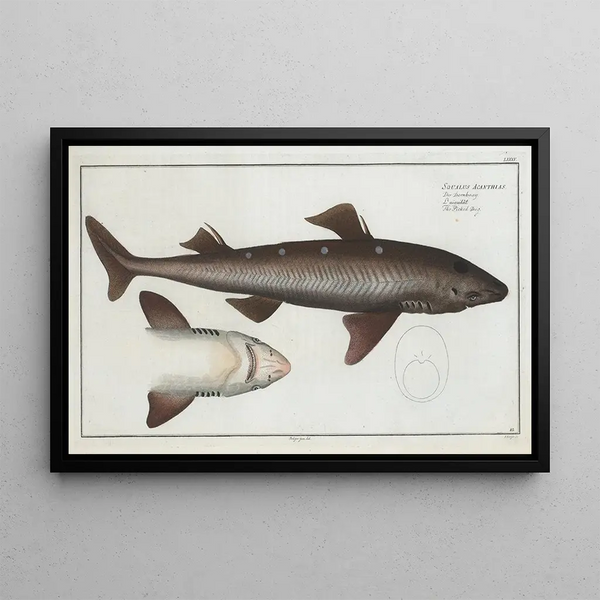 Marcus Elieser Bloch - Squalus Acanthias The Picked Dog.webp