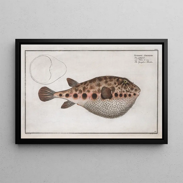 Marcus Elieser Bloch - Tetrodon Spengleri The Spenglers Tetrodon.webp