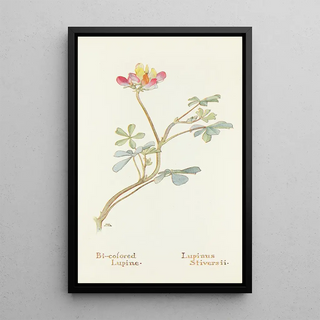 Margaret Armstrong - Bicolored Lupine.webp