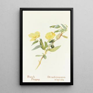Margaret Armstrong - Bush Poppy.webp