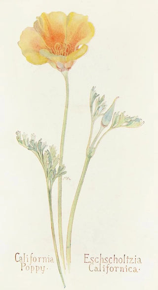 Margaret Armstrong - California Poppy.webp