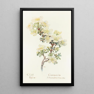 Margaret Armstrong - Cliff Rose.webp