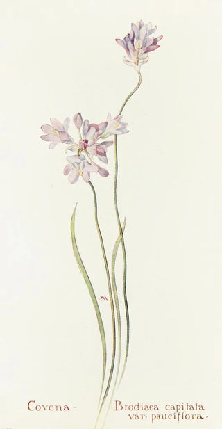 Margaret Armstrong - Covena.webp