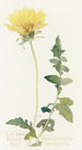 Balsamorhize med skårne blade - Margaret Armstrong — visning af kunstværket