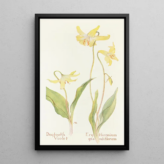 Margaret Armstrong - Dogtooth Violet.webp