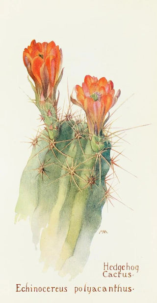 Margaret Armstrong - Hedgehog Cactus.webp