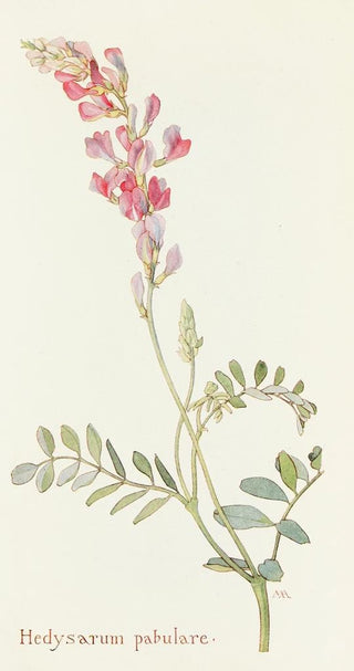 Margaret Armstrong - Hedysarum pabulare.webp