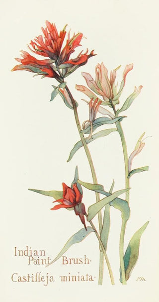 Margaret Armstrong - Indian Paint Brush.webp
