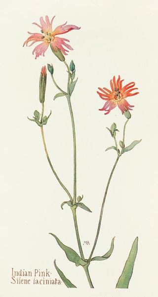 Margaret Armstrong - Indian Pink.webp