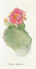 Opuntia basilaris - Margaret Armstrong — visning af kunstværket