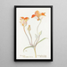 Tulipe mariposa orange - Margaret Armstrong — indrammet kunstværk på væggen