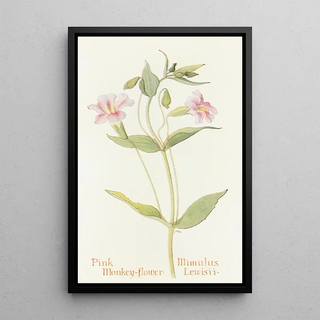 Margaret Armstrong - Pink Monkey Flower.webp