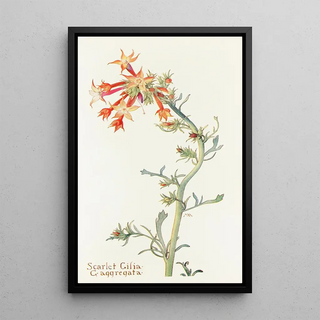 Margaret Armstrong - Scarlet Gilia.webp