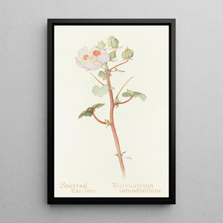 Margaret Armstrong - Spotted Mallow.webp