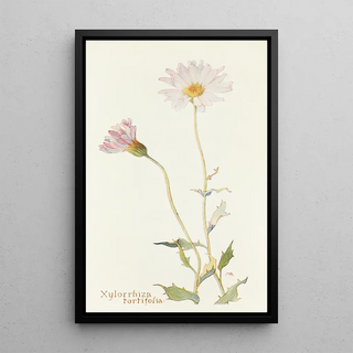 Margaret Armstrong - Xylorrhiza tortifolia.webp