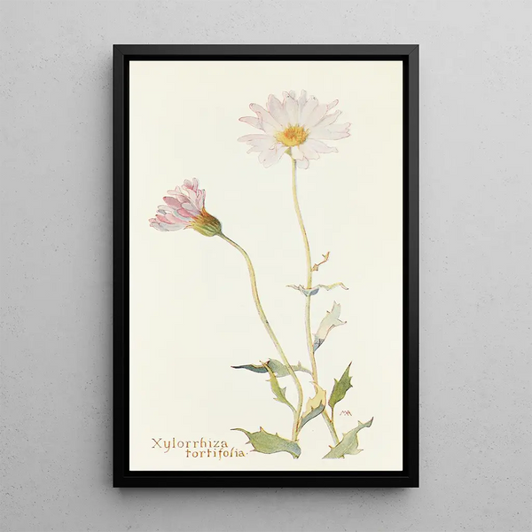 Margaret Armstrong - Xylorrhiza tortifolia.webp