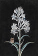 Jacinthe blanche - Margaretha Barbara Dietzsch — visning af kunstværket