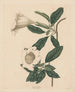 Calice de vigne - Maria Katharina Prestel — visning af kunstværket
