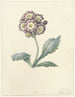 Studie af blomster - Maria Margaretha van Os — visning af kunstværket