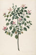 Studie af en plante med røde-lilla blomster Sebastiana africana purpurea - Maria Moninckx — visning af kunstværket
