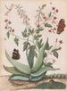 sommerfugle, en slange og en skildpadde omkring en blomstrende agave - Maria Moninckx — visning af kunstværket