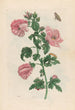 Althéa - Maria Sibylla Merian — visning af kunstværket