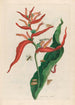 Ballia - Maria Sibylla Merian — visning af kunstværket