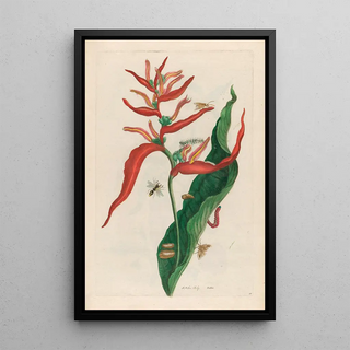 Maria Sibylla Merian - Ballia.webp