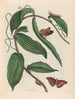 Vanille - Maria Sibylla Merian — visning af kunstværket
