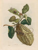 Citrontræ - Maria Sibylla Merian — visning af kunstværket